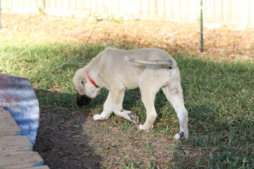 Great Pyrenees and Anatolian Shepherd puppy mix full body view 