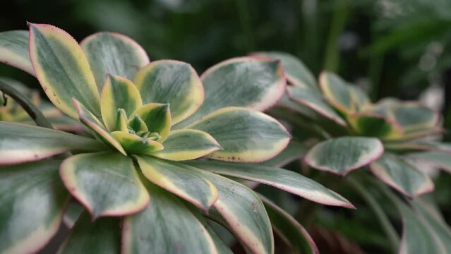Botany. Exotic succulent plants. Closeup view of Aeonium sunburst, also known as Copper pinwheel, colorful green leaves with red and yellow borders.