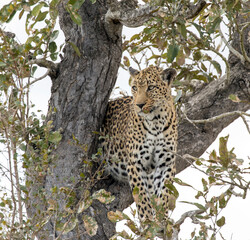 A view of leopard on tree