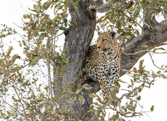 A view of leopard on tree