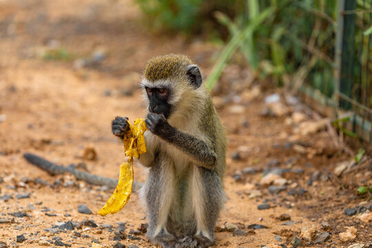 Green Monkey Chlorocebus aethiops, beautiful popular monkey