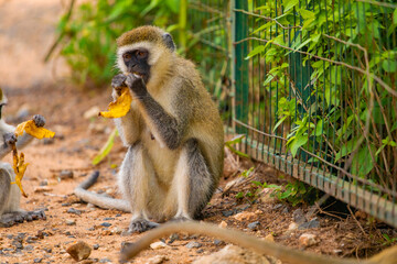 Green Monkey Chlorocebus aethiops, beautiful popular monkey