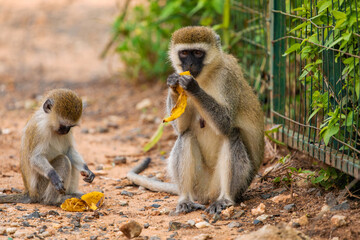 Green Monkey Chlorocebus aethiops, beautiful popular monkey