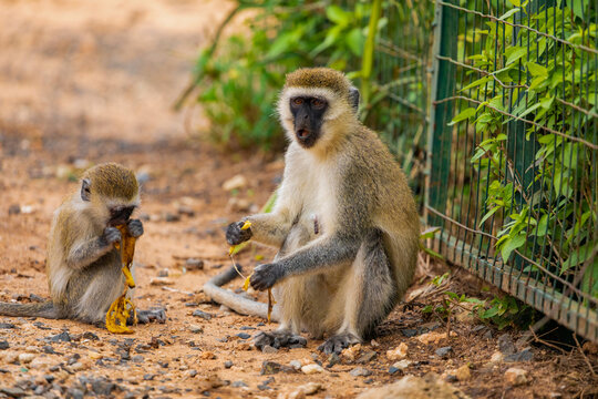 Green Monkey Chlorocebus aethiops, beautiful popular monkey