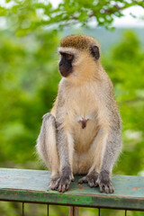 Green Monkey Chlorocebus aethiops, beautiful popular monkey