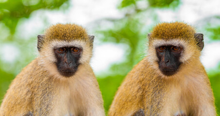 Green Monkey Chlorocebus aethiops, beautiful popular monkey