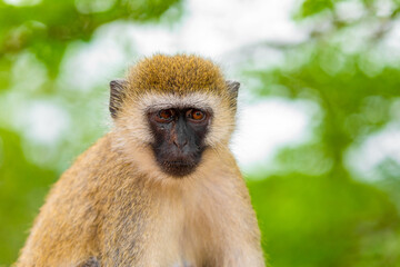Green Monkey Chlorocebus aethiops, beautiful popular monkey