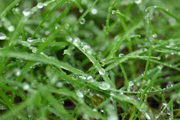 wet green grass, wet grass texture on young grass after rain, sustainability concept 