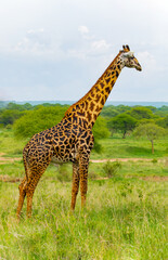 Masai giraffe stands by bushes in sunshine