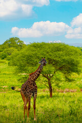 Masai giraffe stands by bushes in sunshine