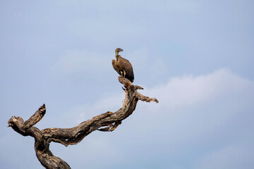 White-backed Vulture Gyps africanus