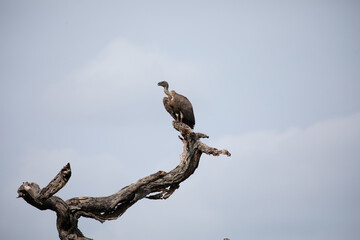 White-backed Vulture Gyps africanus