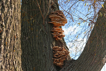  Chaga Mushroom on the tree. Large tree mushrooms grew on the trunk of a tree.