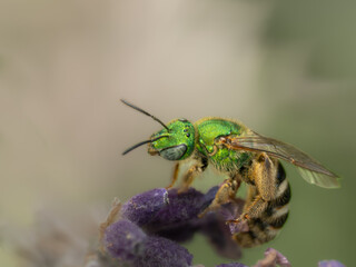 Macro Musings