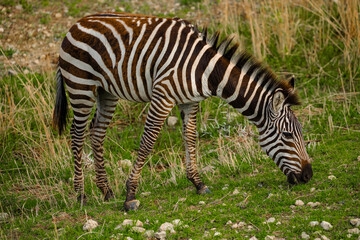 Fototapeta na wymiar african plains zebra on dry brown savannah grasslands