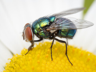 Macro Musings