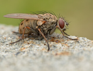 Macro Musings