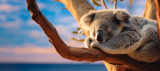 Cute Koala sleeping in the tree. Visual concept for Australia day - Powered by Adobe
