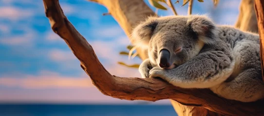 Poster Cute Koala sleeping in the tree. Visual concept for Australia day © RMedia