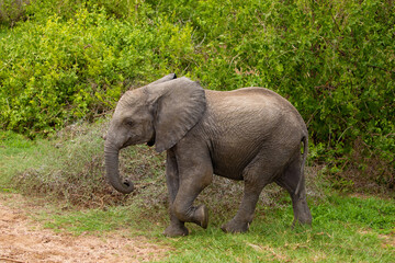 Fototapeta premium baby elephant walks free in forest of an African reserve