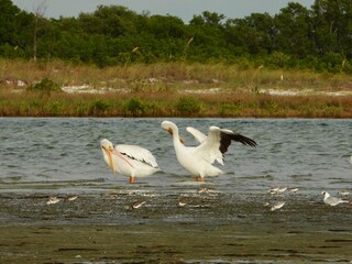 Wild White Pelicans at Fort De Soto Park, St. Petersburg, Florida