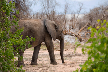 Fototapeta na wymiar large African elephant tramples mud. Reserve in Tanzania