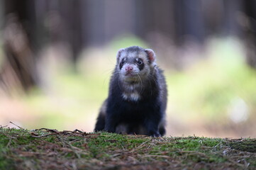 Ferret photographed in nature. Sable ferret male. He licks himself. Cute ferret in the forest