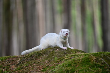Ferret photographed in nature. Silvermitt ferret male. He licks himself. Cute ferret in the forest. Ferret with colar