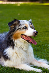 Australian shepherd dog is lying relaxing on a green grass lawn in city park at hot summer day. Long-haired white dog with dark grey brown spots and blue eyes lying on a green grass. Resting canine.