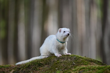 Ferret photographed in nature. Silvermitt ferret male. Cute ferret in the forest. Ferret with colar