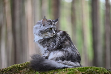 Naklejka na ściany i meble Maine coon cat in nature. Cat in the forest. Cat pet looks around. 