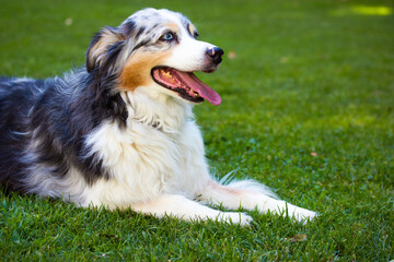 Australian shepherd dog is lying relaxing on a green grass lawn in city park at hot summer day. Long-haired white dog with dark grey brown spots and blue eyes lying on a green grass. Resting canine.