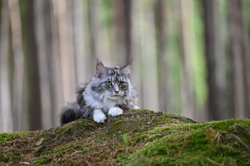 Maine coon cat in nature. Cat in the forest. Cat pet looks around.
