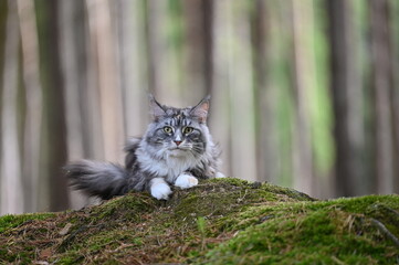 Maine coon cat in nature. Cat in the forest. Cat pet looks around.

