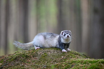 Ferret photographed in nature. Balck roan mitt ferret female. Cute ferret in the forest