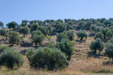 Olive grove on mountainside with footpath. blue sky. dry grass