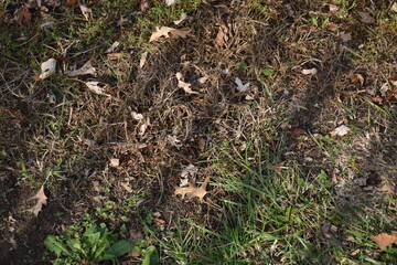 Shadows on Grass in a Yard