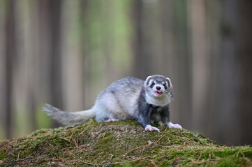 Ferret photographed in nature. Balck roan mitt ferret female. Cute ferret in the forest