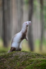 Ferret photographed in nature. Champagne ferret female. Cute ferret pet in the forest. Ferret beg - stand on back legs