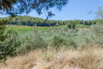 View of olive grove and  vineyard in frame of pine and dry grass