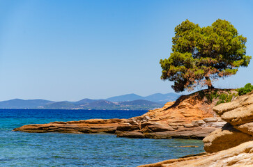 pine tree on cliff of orange stone and sea
