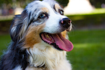 Portrait of a big happy Australian shepherd dog with a sly look in summer park. Long-haired white and black canine animal. domestic pet with blue eyes and toungue out is smiling looking in camera.