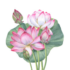 Bouquet of pink lotus flowers and Leaf. Blooming Water Lily. Indian lotus, green leaf, bud, sacred lotus. Watercolor illustration. Hand drawn composition for poster, cards, greeting
