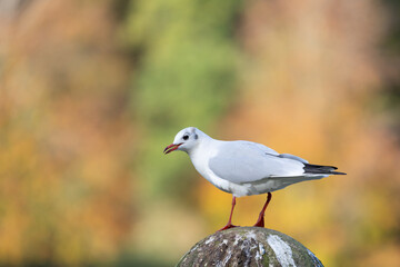 Black-headed gull (Chroicocephalus ridibundus), in winter coat, on a stone ball in Autumn, UK