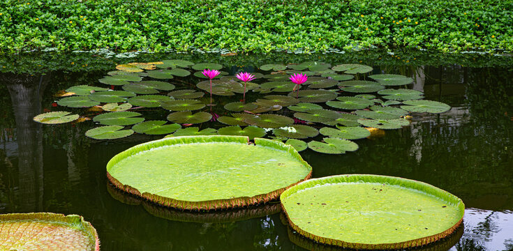 Lily pads floating in a pond with lotus flowers
