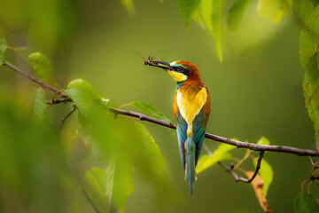 European bee-eater with captured insects.