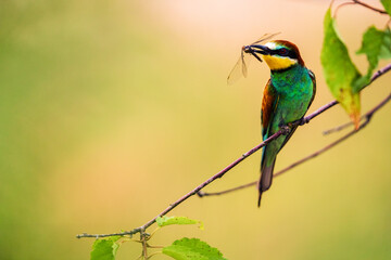 European bee-eater with captured insects - Powered by Adobe