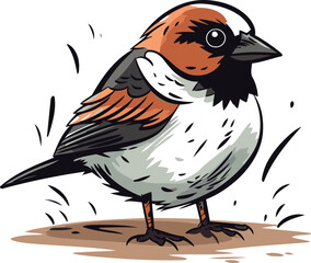 Sparrow. Vector illustration of a bird on a white background.