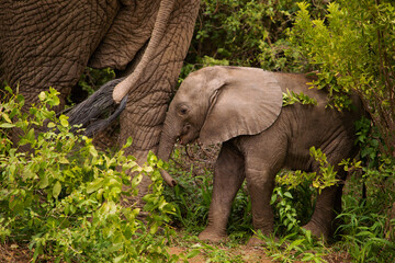 tiny newborn baby elephant near his mother elephant