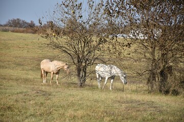 Obraz na płótnie Canvas Horses by a Tree in a Farm Field
